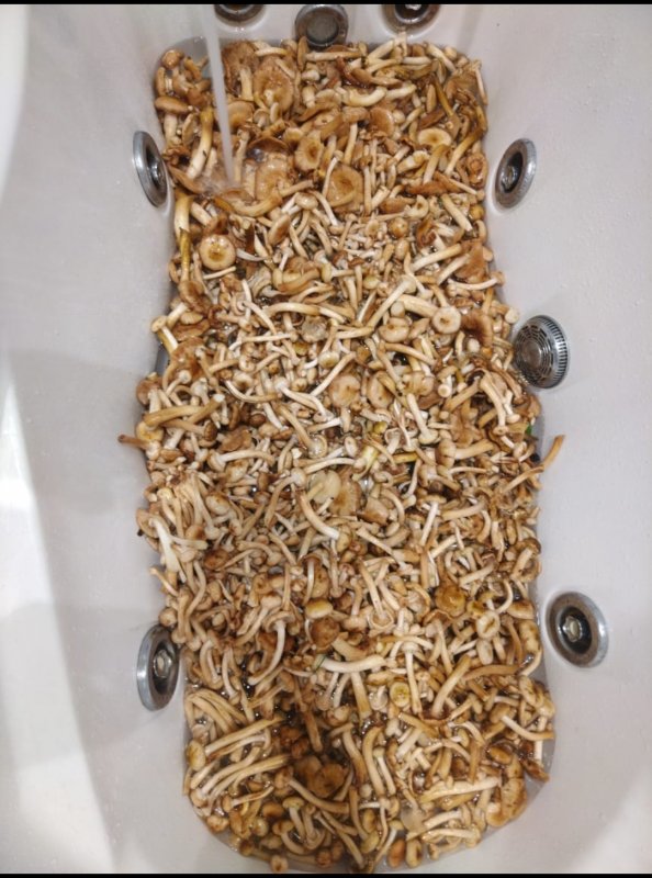 Тихая охота