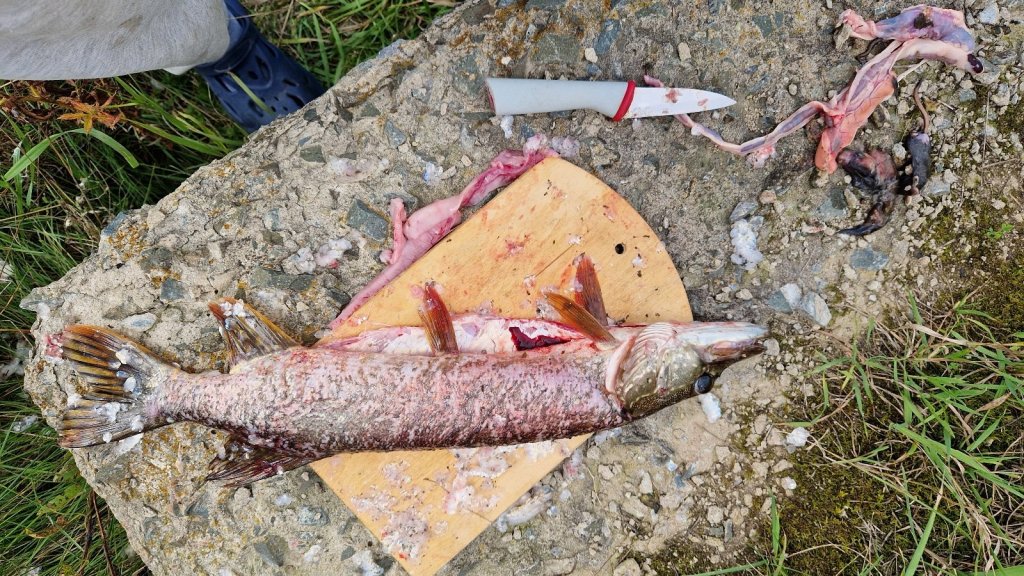 Щука ест мышей