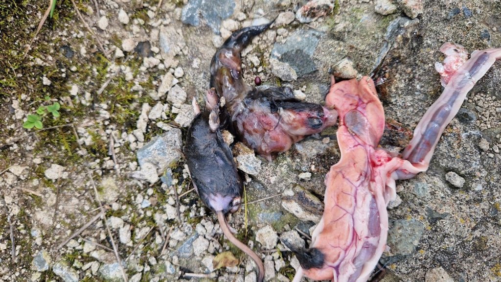 Вот что в животе у щуки