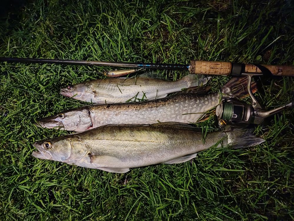 Обь, о.Кудряш, ночь.