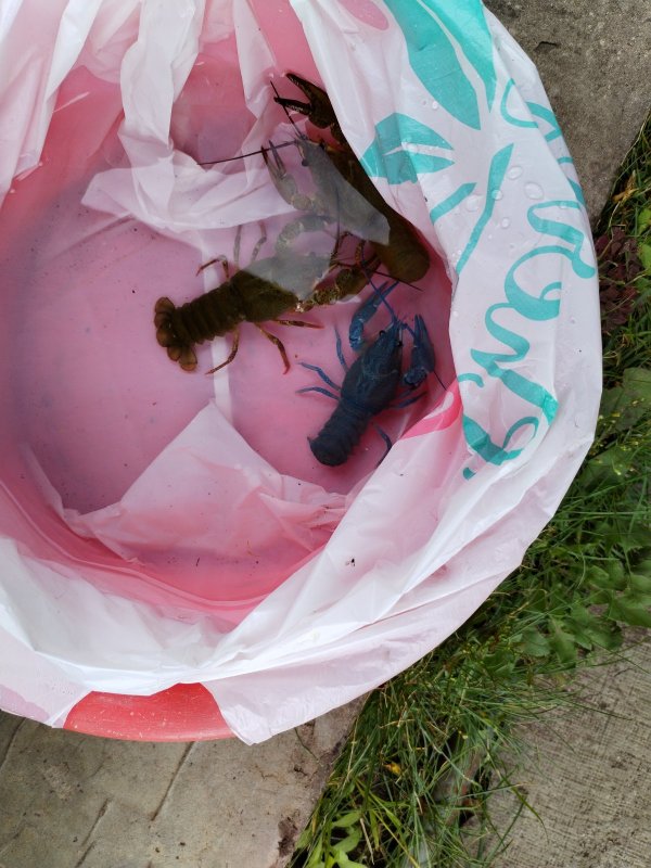 Синий как рак...