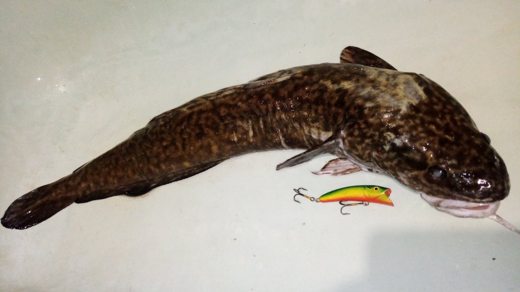 В Судаковых уловах падается Налим)