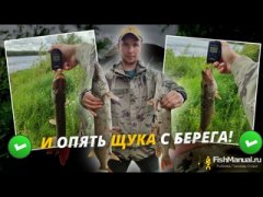 И опять щука с берега берет! Ловля щуки на Иртыше  с берега в ветренно-дождливую погоду!