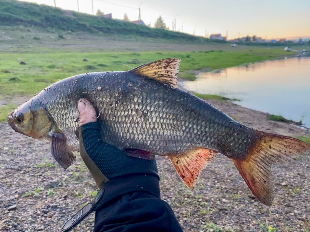 Язь Вилюйский редкий.
