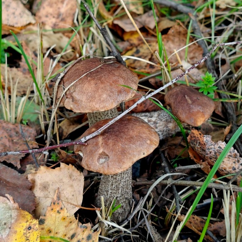 Пока с рыбалкой не лады, будем иногда собирать грибы.