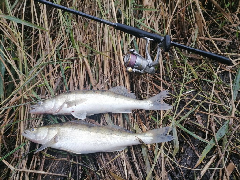 На воблер 17.08.2025