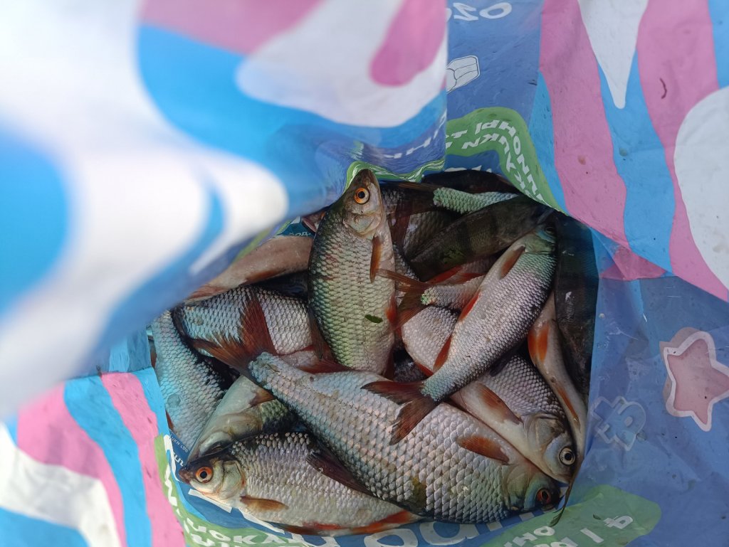 Плотвень Юго - Западная