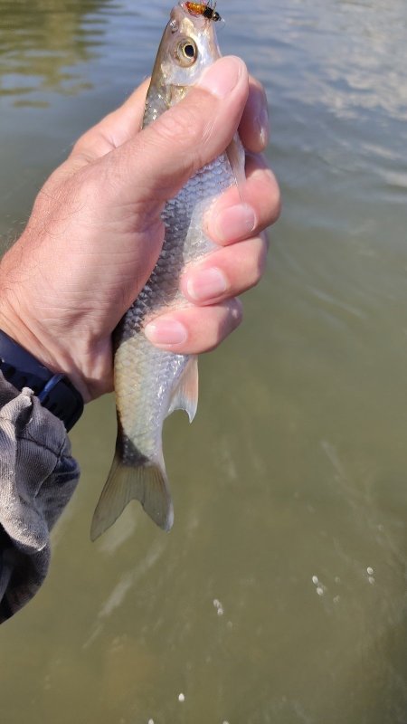 Рыбалка одной мухой