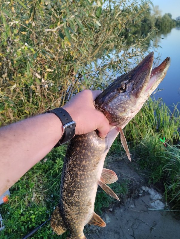 Зубастая с Криводановки.