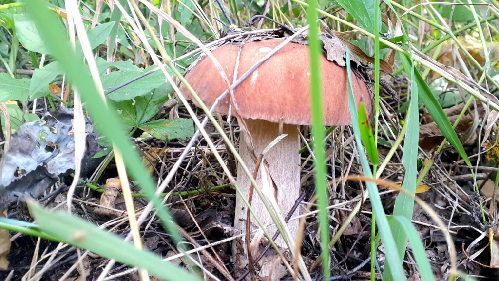 Один красавец!