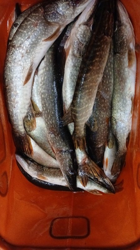 Аллакская суйва