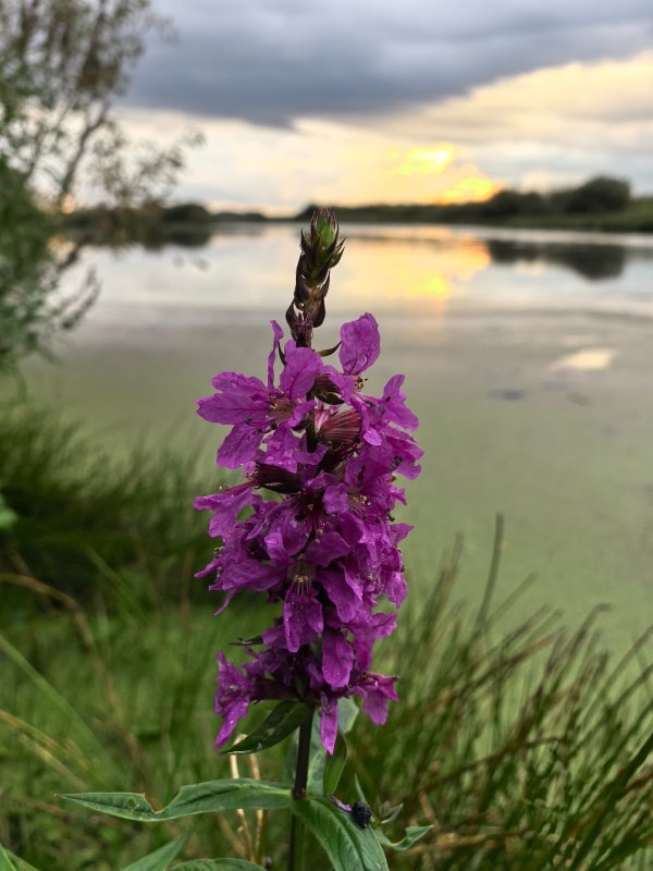 Соцветие. Понравилось почему-то...