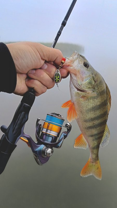 Туманное утро