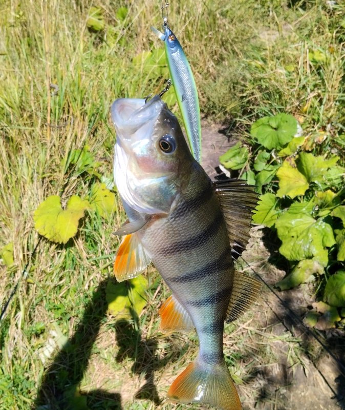 Полосатый на 95 Agarron