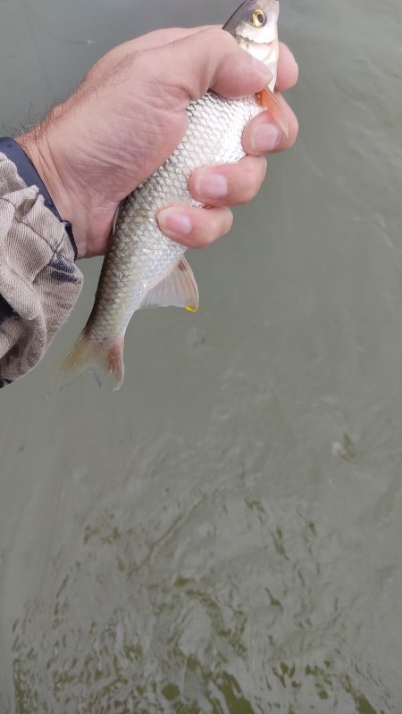 Рыбалка одной мухой ( в комментариях)