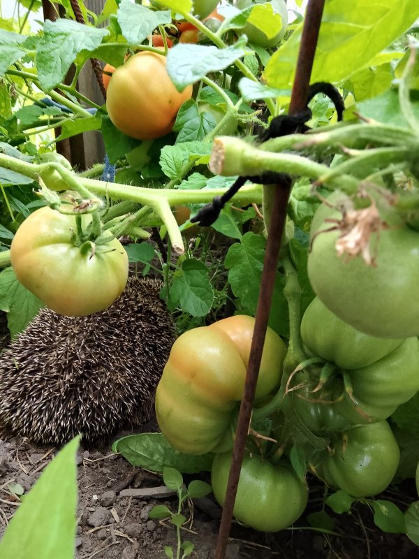 То белка, то ёжики..