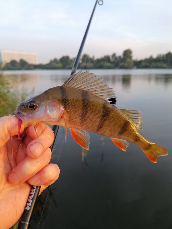 Окунёк, на приманку "малек".