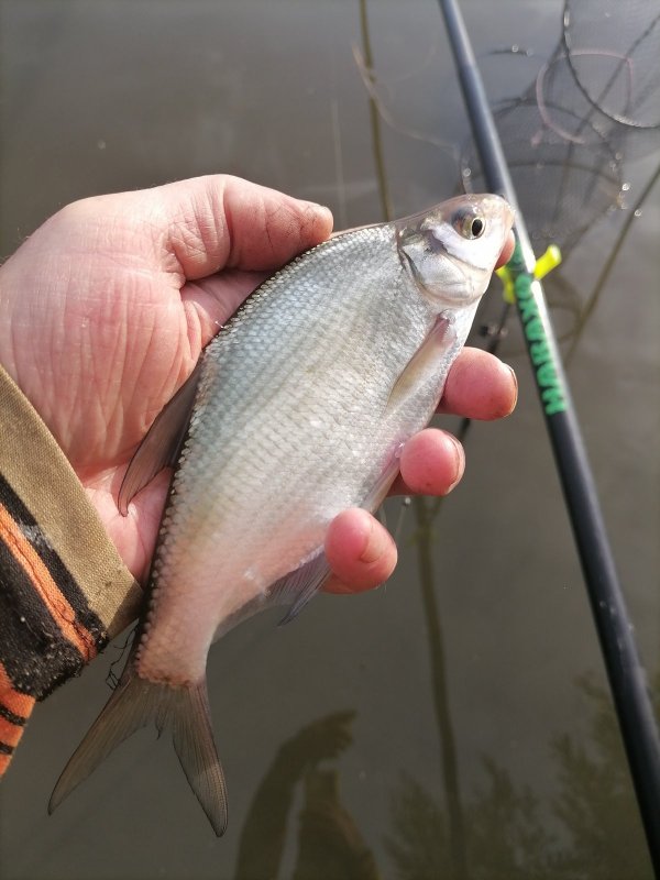 Еще пару лет, и подлещик подрастет.