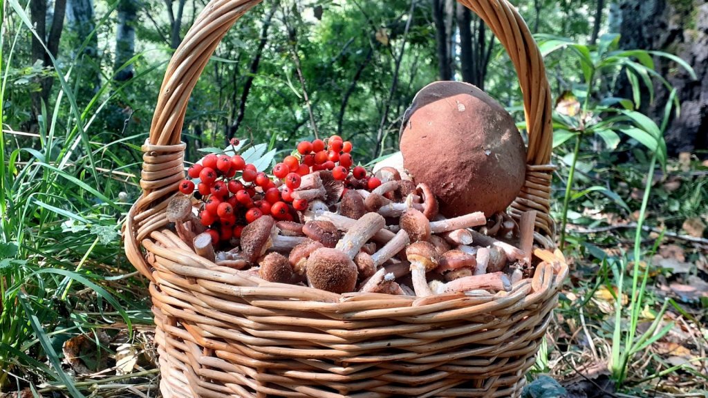 Грибной натюрморт!