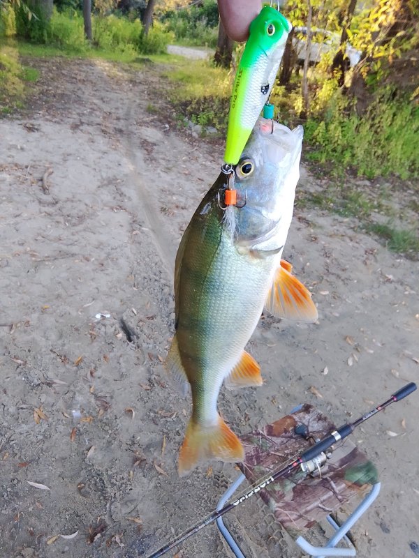 5/0 в пользу окуня.