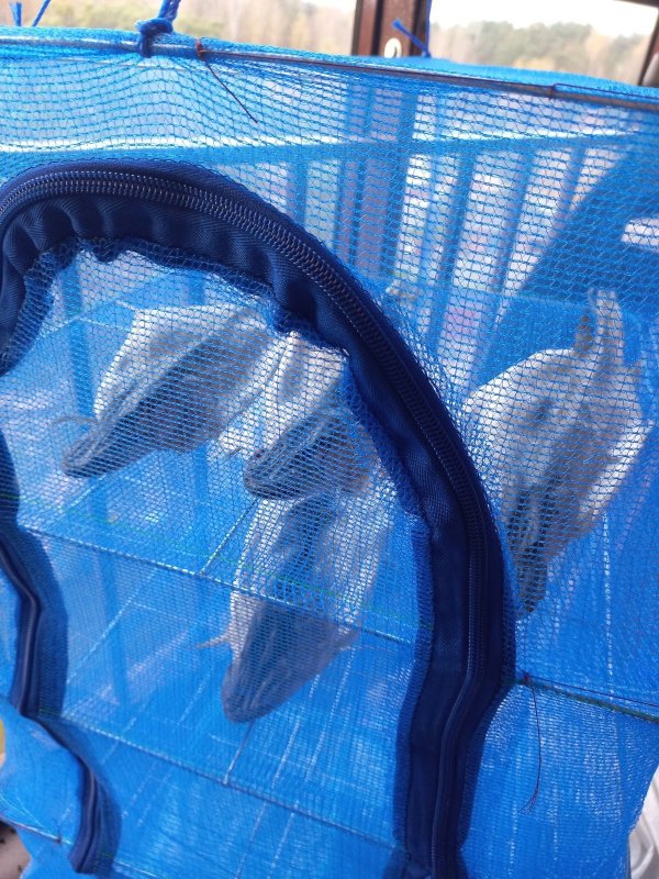 Осенний загар...в засаде.