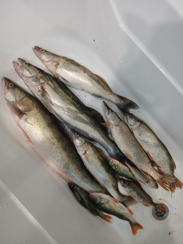 Итог ночной рыбалки