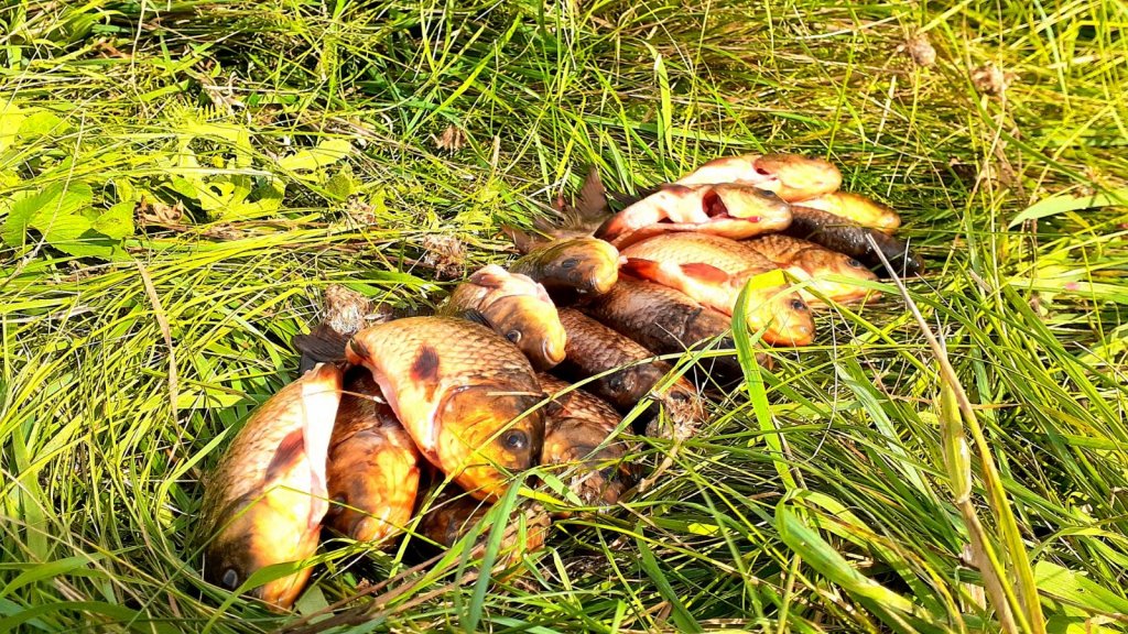 Желтяк готов к жарке....