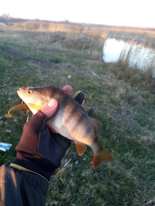 По традиции один.