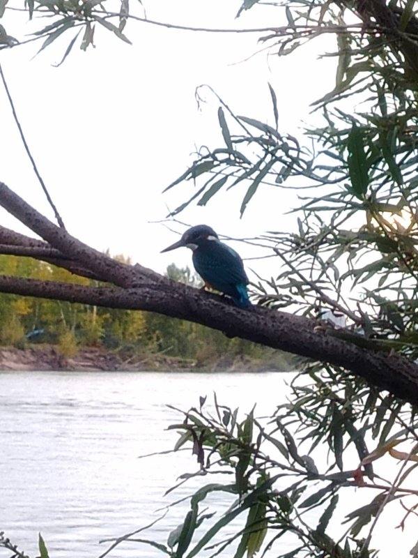 Напарник- рыболов.