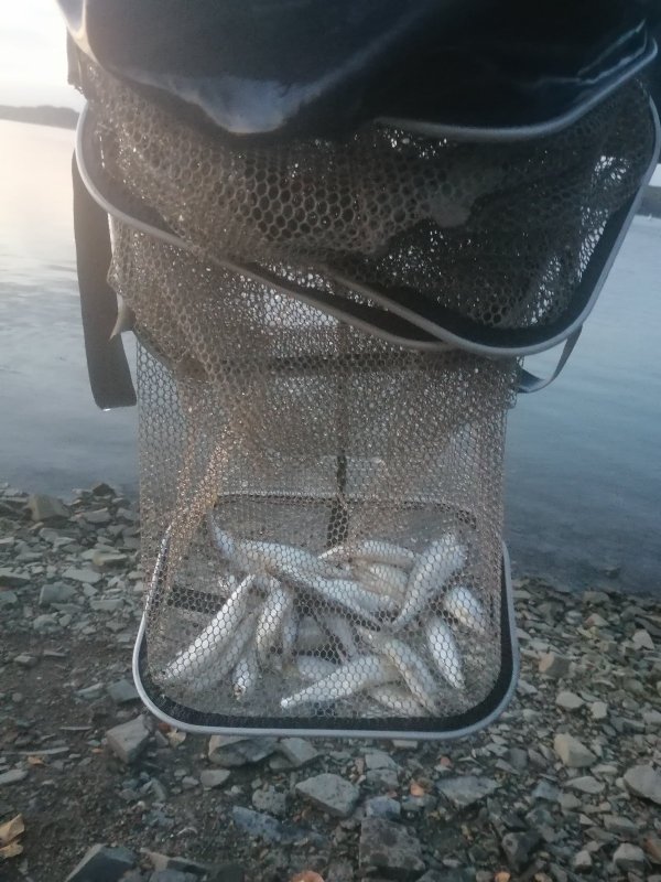 Обь. Уклейка то не мелкая.