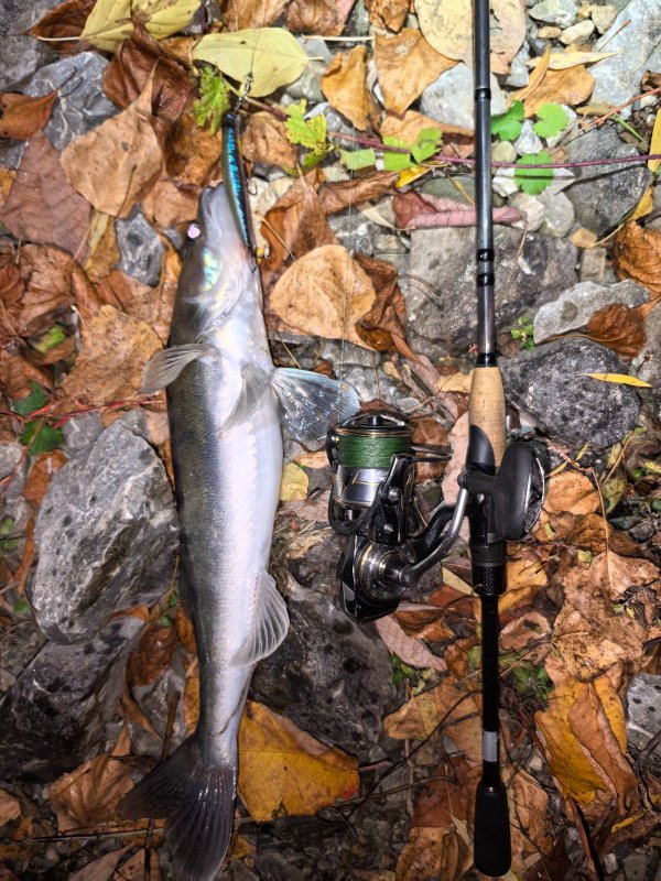 Одинокий клыкастик.