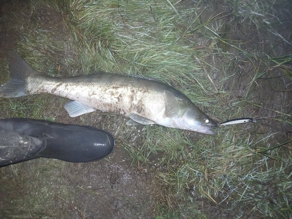 3кг.на кукане