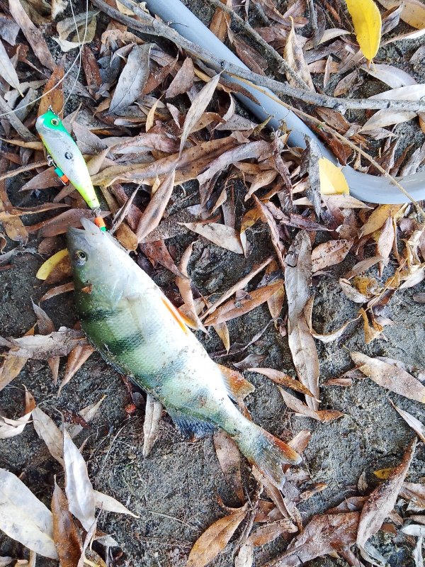 Осенний поппер