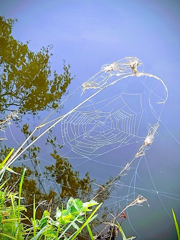 Любимая тема