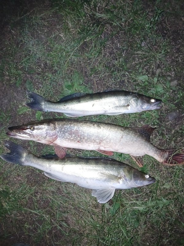 Трудовая рыбалка