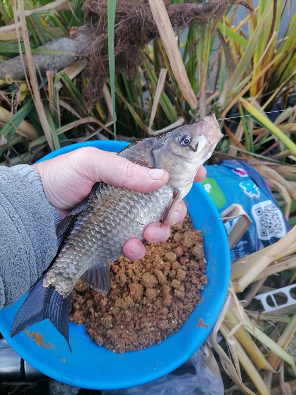 Осенний карась.