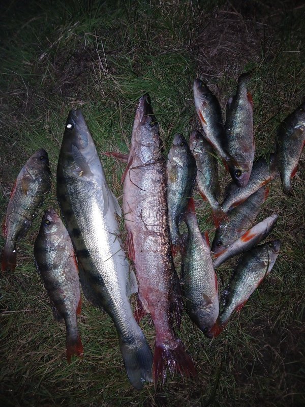 Один час на реке