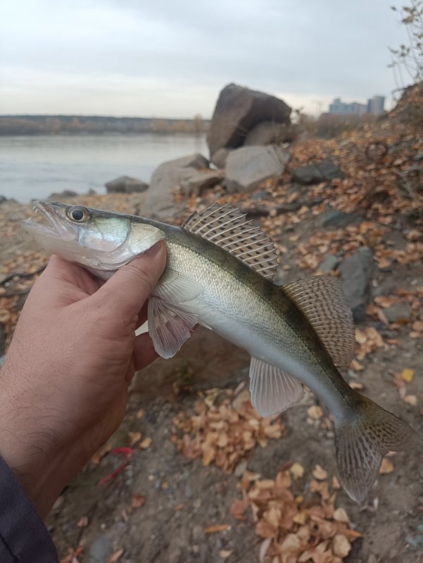 Сегодня только такие ловились.