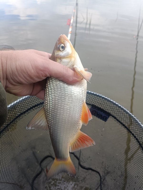 Хороший боец на поплавок