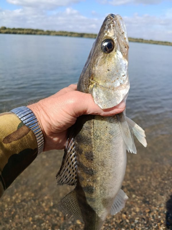 Отводной в бархатный сезон
