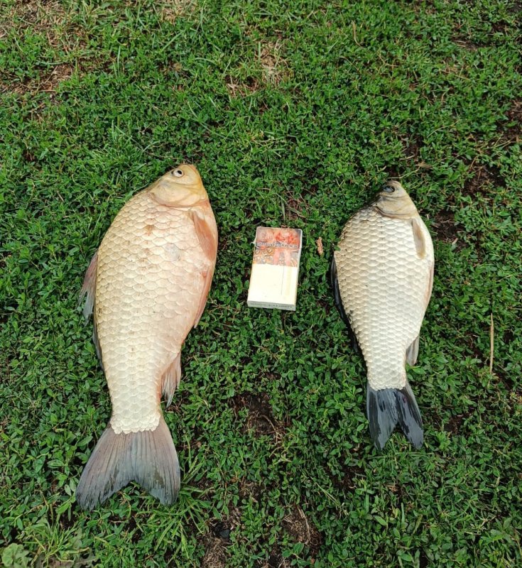 На поплавок...