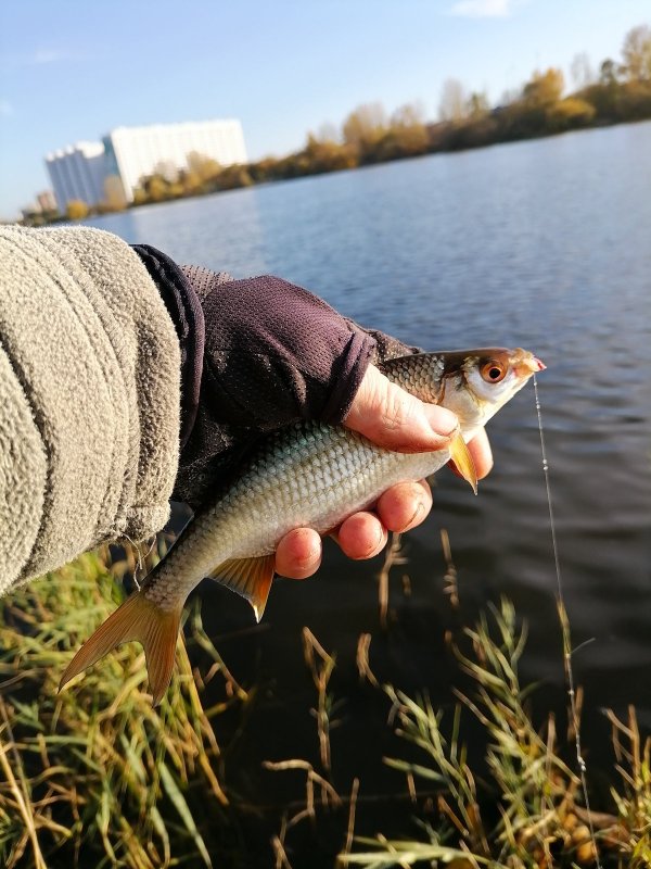 Осенняя красавица.