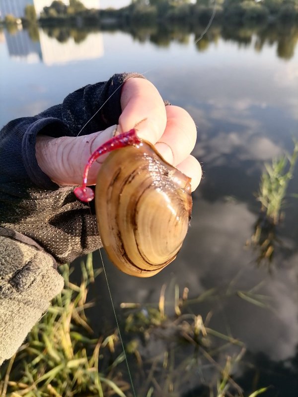 Поклевка , и вот что на крючке.