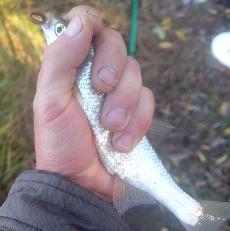 Симпатичный с реки Иня.