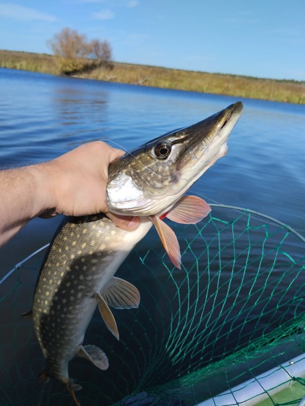 Очередная Криводановская