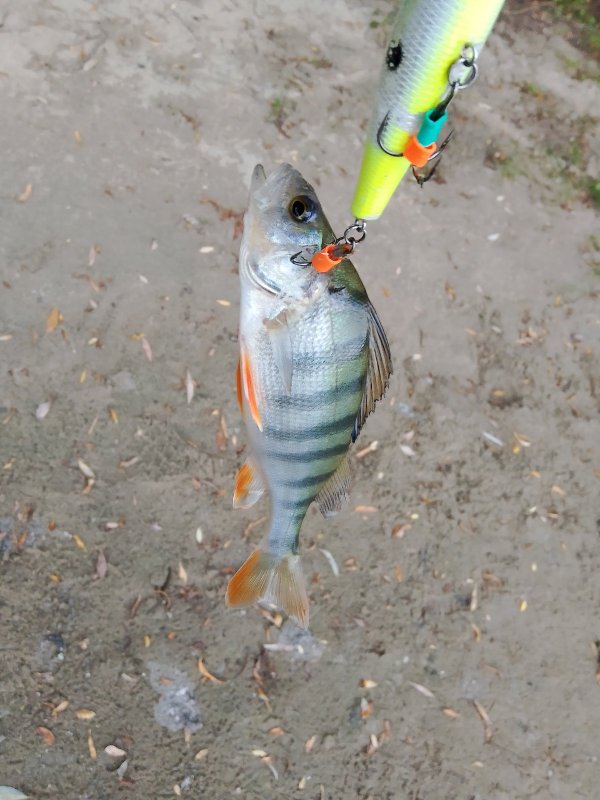 Полос много - веса мало