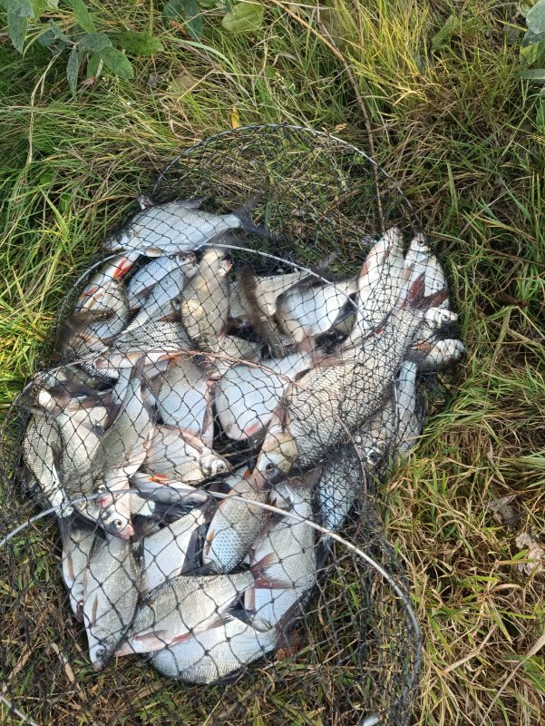 Беспредел в виде лаврушек на Юго-западном котловане