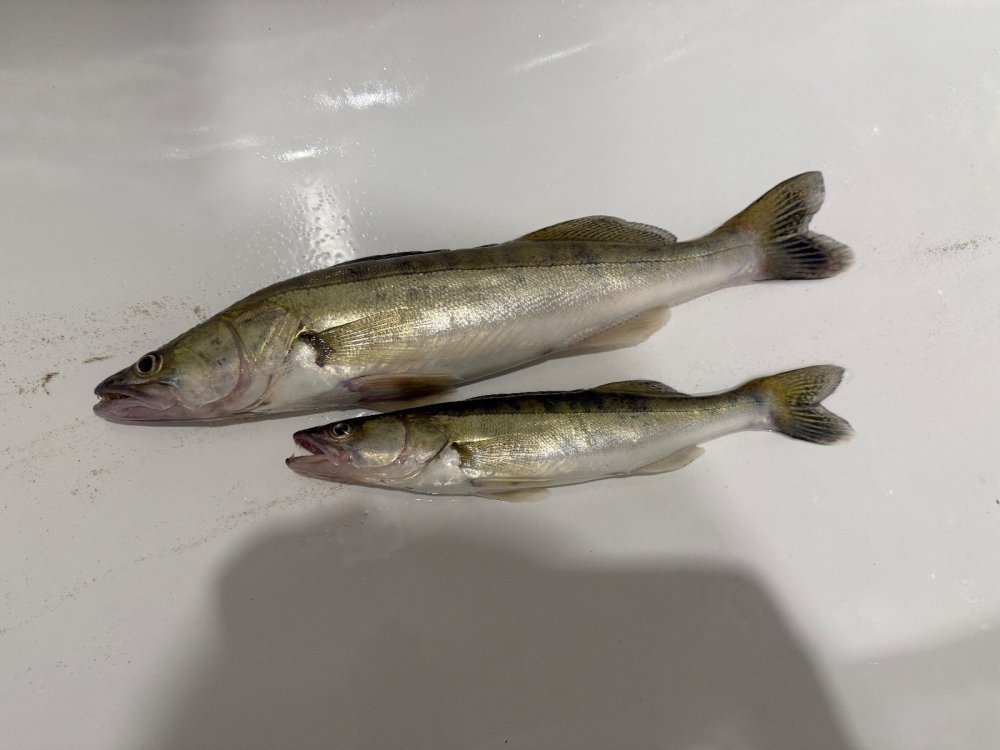 Бугринский мост.