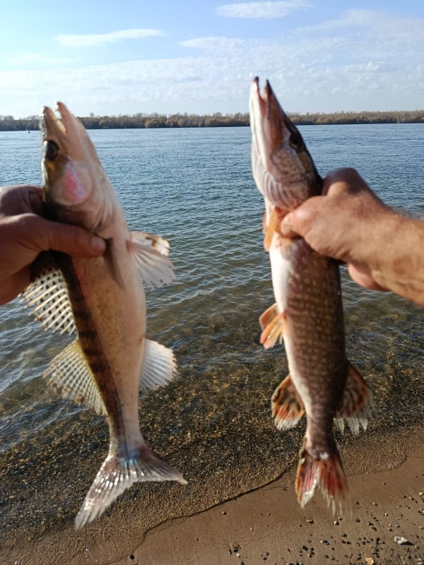 Парочка: Клыкастый и Зубастая