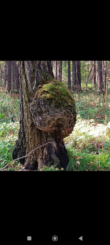 Чудеса природы.
